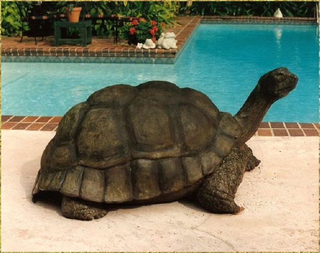 Galapagos Tortoise